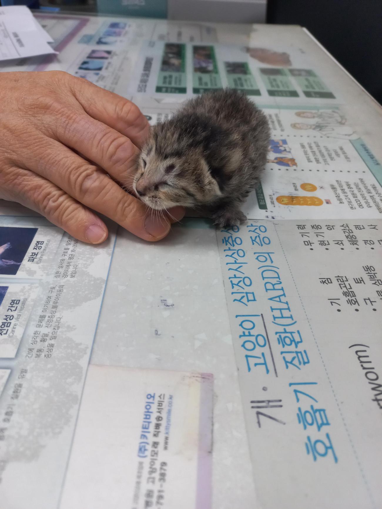 종료(자연사) 한국…